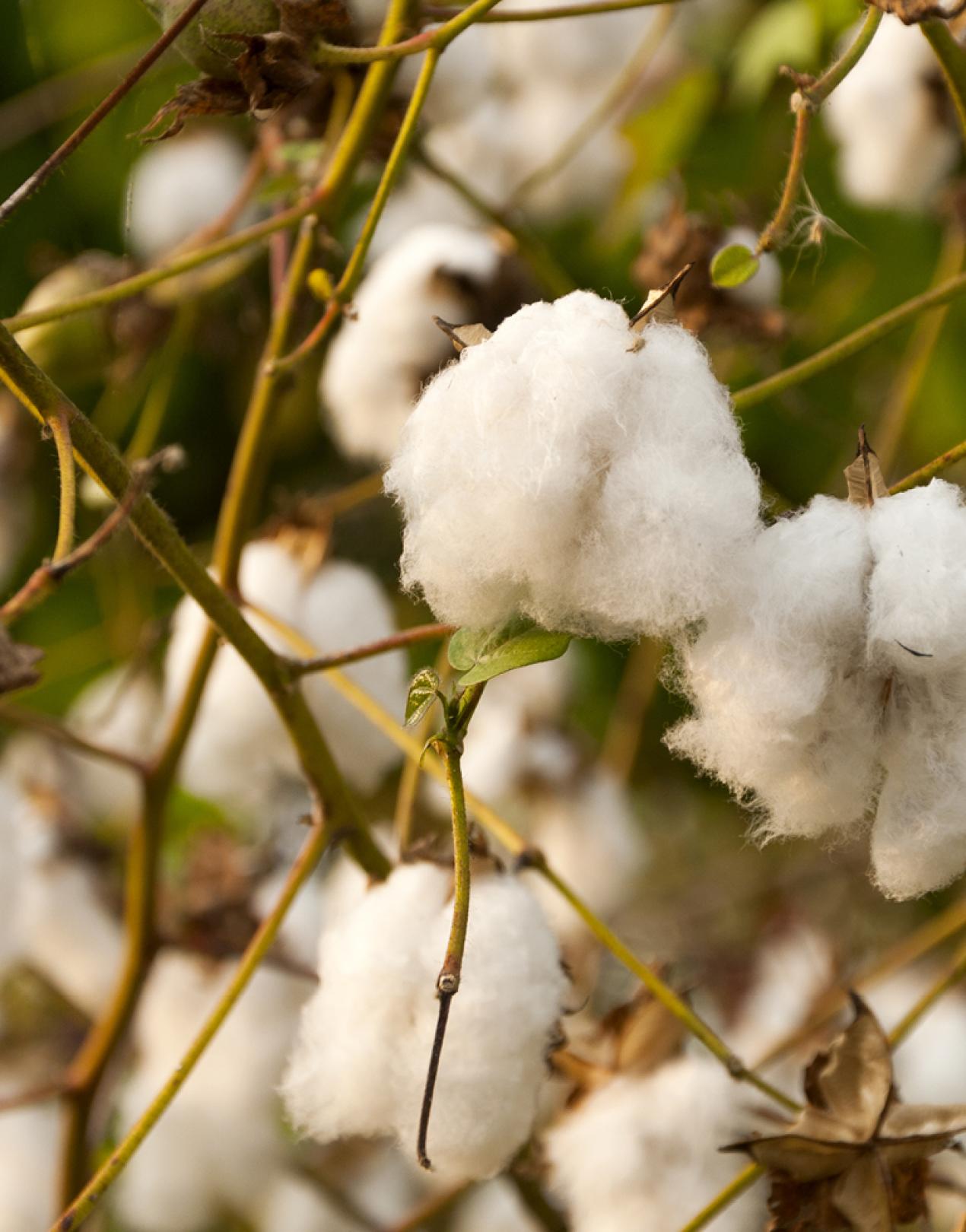 Cotton plant