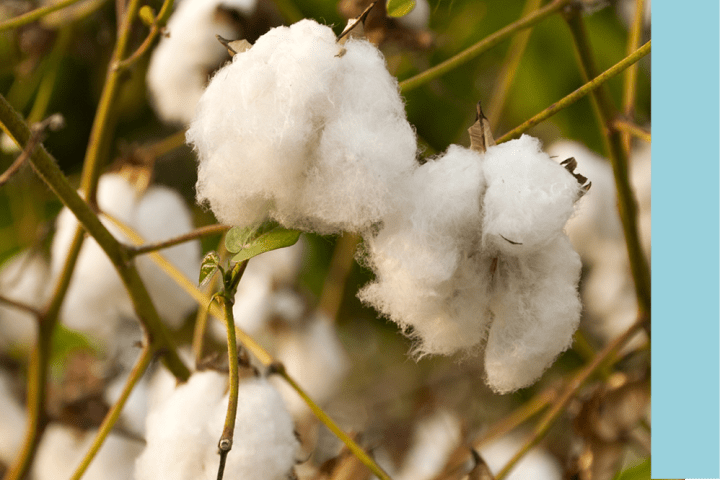 Cotton plant